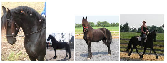 friesian horse history